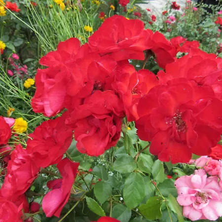 Lägenhet Palme 1 Opatija