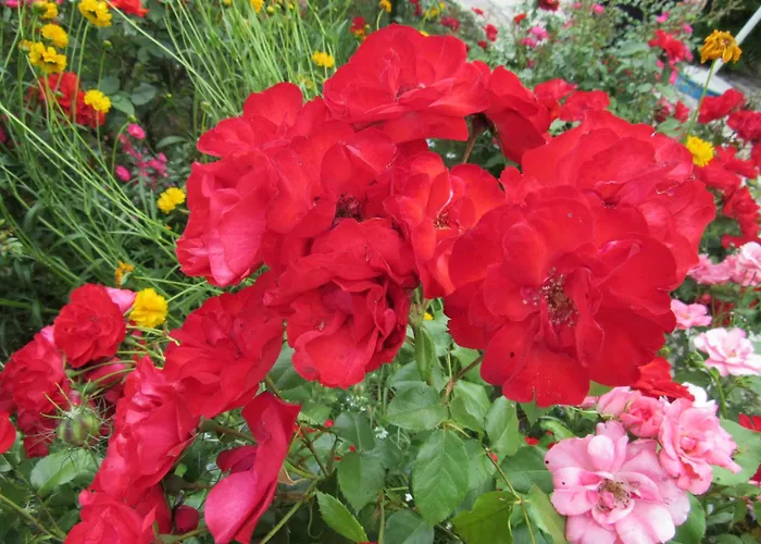 Апартаменты Palme 1 Опатия