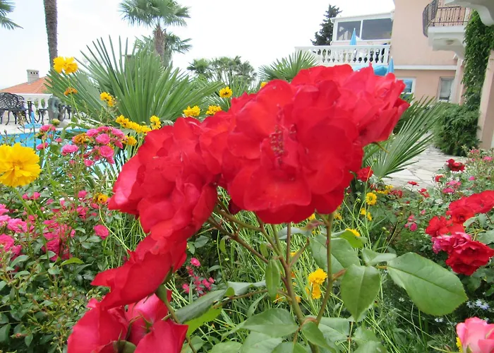 Palme 1 * أوباتيا