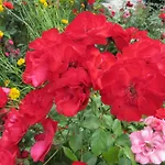 アパート Palme 1 オパティヤ